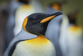 King penguin (Aptenodytes patagonicus), in a colony, Volunteer Point, Falkland Islands, Great