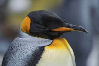 King penguin (Aptenodytes patagonicus), in a colony, Volunteer Point, Falkland Islands, Great