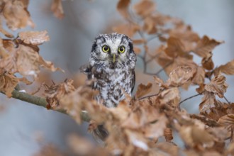Boreal owl, Aegolius funereus, boreal owl