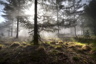 Sunbeams in morning misty coniferous forest, Drenthe, Netherlands