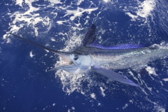 Beautiful white marlin real bill fish on atlantic water sport fishing