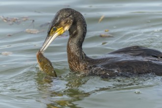 A large eel struggles to escape from a great cormorant (Phalacrocorax carbo)