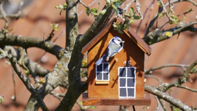 Blue tit takes up residence in a self-built birdhouse in an apple tree