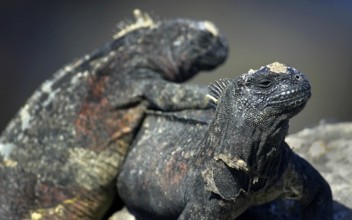 Marine Iguana, Amblyrhynchus cristatus, Galápagos National Park, Galápagos Islands, UNESCO World