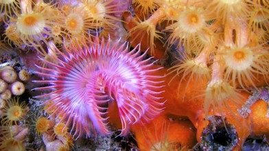 Tubeworm, Fan Worm, Serpula vermicularis, Feather Duster Worms, Tube Worm, Polychaete, Cabo Cope