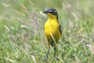 Yellow Bird in the Grass, Western Yellow Wagtail (Motacilla flava)