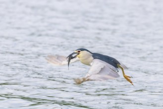 Black Crowned Night Heron in Fight with Fish in Beak (Nycticorax nycticorax)