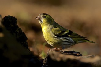 Siskin in morning light