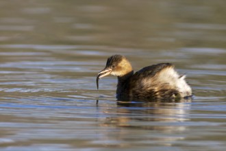 Little Grebe with prey. Little Grebe with bait