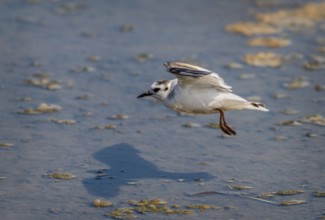 Little Gull, Searching for food