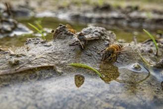 Bee drinking water in a puddle