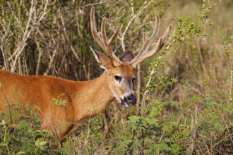 Close-up of a Pampa Deer with big antlers in warm afternoon light, Pantanal Wetlands, Mato Grosso,