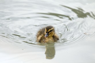 Very young duckling swimming alone. With space for copy or text