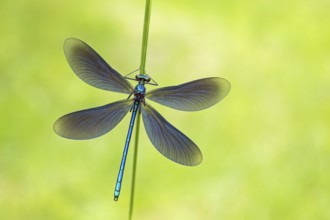 Blue-winged damselfly, Calopteryx virgo