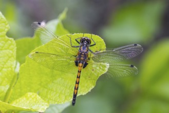 Large white-faced darter (Leucorrhinia pectoralis), animal, insect, dragonfly