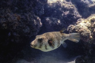 White-spotted puffer Underwater (Arothron hispidus) Marine life
