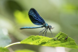 Blue-winged damselfly (Calopteryx virgo), male, ?, with a captured fly on a leaf, Dillendorf,