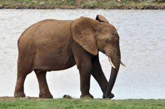 A female African Elephant in the Addo Park, South Africa, Africa