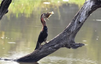 An African Darter with a fish at a lake in the Kruger Park, South Africa, Africa