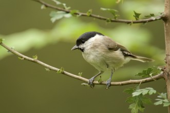 Marsh Tit in a tree