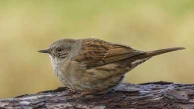Dunnock (Prunella modularis) sitting on a lying tree trunk, protected forest, Black Forest,