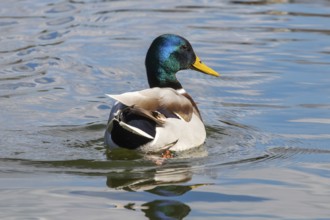Wild duck Mallard Anas platyrhynchos. Male Duck