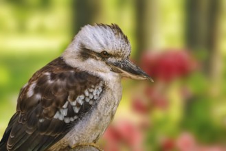 Kookaburras, terrestrial tree kingfishers of the genus Dacelo Demene, Latvia, Europe