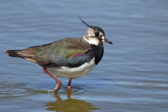 Lapwing, Vanellus vanellus