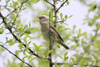 Garden Warbler, Sylvia borin