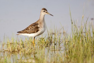 Wood Sandpiper, Tringa glareola, Wood Sandpiper