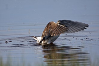Wood Sandpiper, tringa glareola, Wood Sandpiper