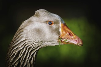 Portrait of Grey Goose against Green Background Amsterdam, Netherland