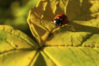 A ladybird crawls on a large, autumnal yellow leaf shining in the sunlight, Teutoburg Forest, North