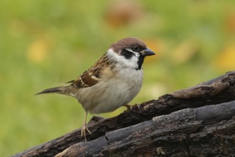 Tree sparrow sitting on a tree trunk seen from the front right