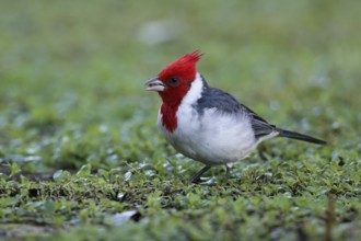 Grey cardinal, Paroaria coronata, Argentina, South America