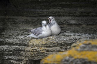 Fulmars, social behaviour, Fulmarus glacialis, Westray, Orkney Islands, Scotland, Great Britain