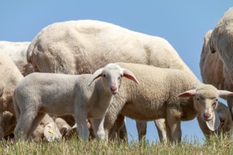 Dike sheep with lambs on the Lower Rhine, June, North Rhine-Westphalia, Germany, Europe