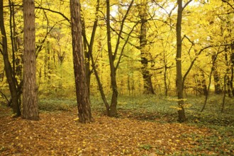 Fall forest and path way between the trees