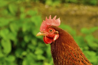 Cock close up on the farm, green grass background