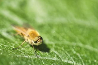 Hair rings fly on a green leaf. Sunshine on the insect. Macro shot of small animals