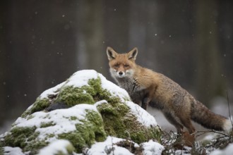 Red fox, Vulpes vulpes, red fox