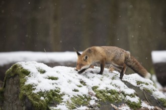 Red fox, Vulpes vulpes, red fox