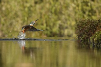 Kingfisher (Alcedo atthis)