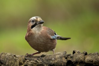 Attentive jay on a tree trunk