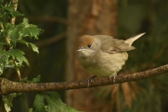 Blackcap (Sylvia atricapilla)