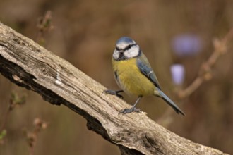 Blue tit (Cyanistes caeruleus)
