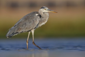 Great Egret, Heron, foraging, (Ardea cinerea) Salalah, Raysut, Dhofar, Oman, Asia