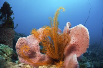 Caribbean coral reef, Caribbean, Dominica, Central America