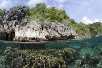 Shallow coral reef, Raja Ampat, West Papua, Indonesia, Asia
