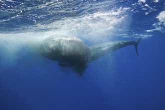Rival sperm whales, fight, Physeter macrocephalus, Caribbean, Dominica, Central America